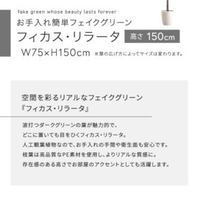 お手入れ簡単フェイクグリーン　フィカス・リラータ　Mサイズ(150cm)
