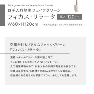 お手入れ簡単フェイクグリーン　フィカス・リラータ　Sサイズ(120cm)